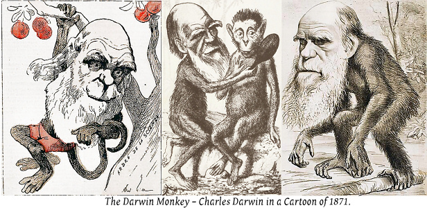 THE DARWIN MONKEY